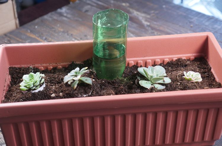 Stick a toilet paper roll into potted plant and show off your garden hack